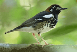 Daftar Resmi Harga Burung Bubut Update Terbaru Saat Ini Unsur Rimba