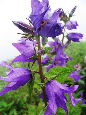 Valley Of Flowers_purpleflower