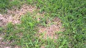 Dethatching St Augustine Grass - Best Manual Lawn Aerator