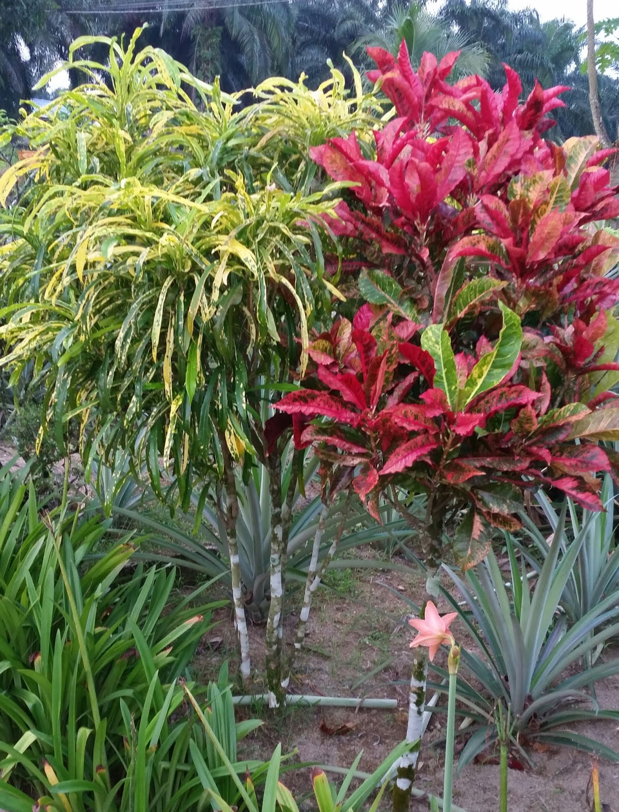 Warisan Petani Pokok Puding.