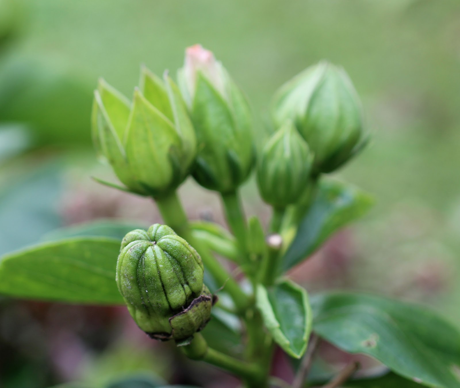 Florez Nursery Hibiscus from seed