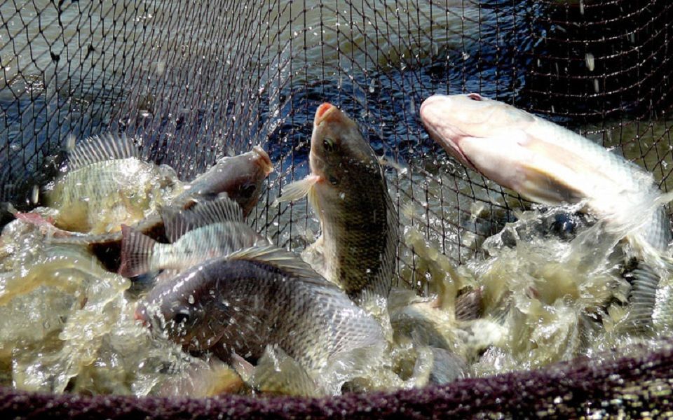 Ini Dia Usaha Ikan Nila yang Menguntungkan untuk Pemula Ini Dia Usaha Ikan Nila yang Menguntungkan untuk Pemula
