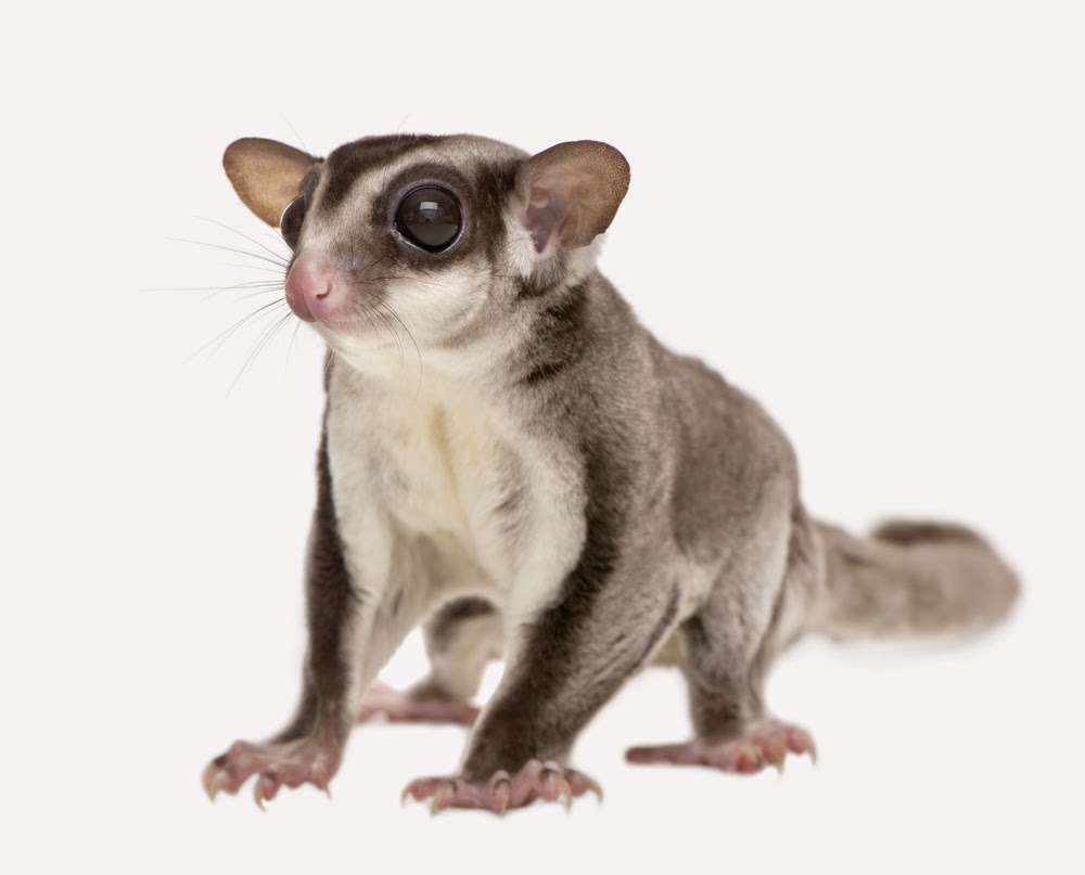 Different Breeds Of Sugar Gliders