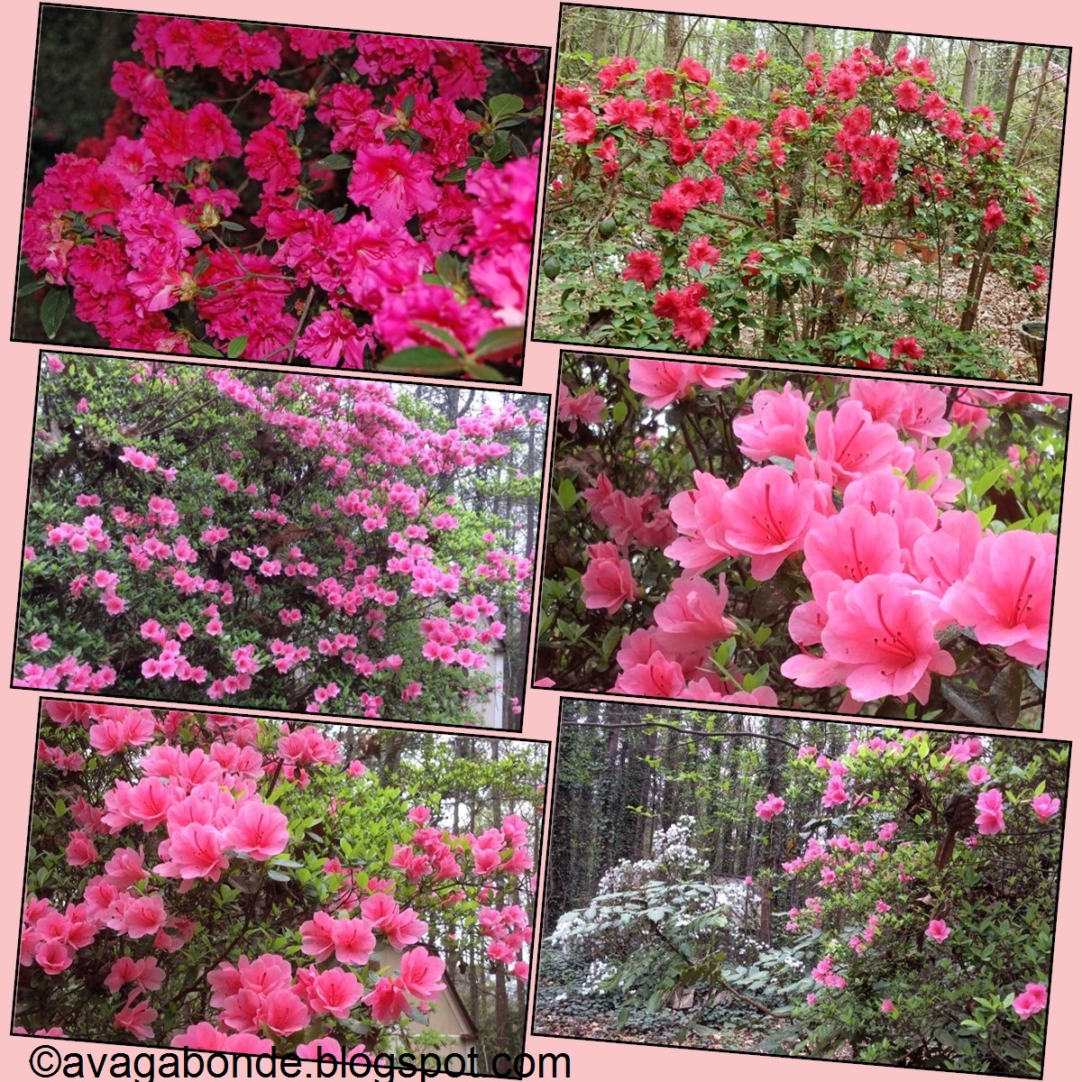 Recollections Of A Vagabonde Spring All Around Us And Blog