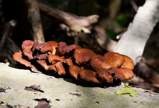 fallen log covered by fungus, Grants Woods