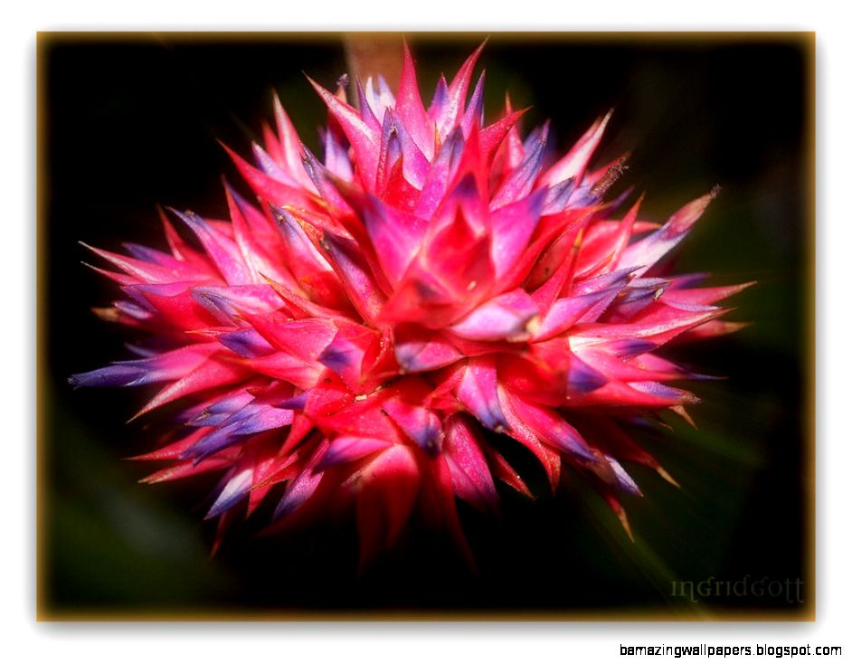 AMAZON RAINFOREST FLOWERS   AMAZON RAINFOREST