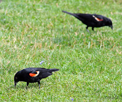 blackbirds winged rwb