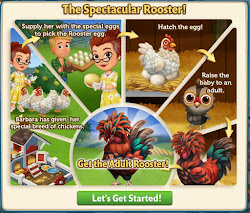 coop rooster guide chickens