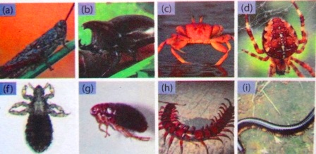 Ciri Dan Kelompok Hewan Bertulang Belakang Dan Tidak Bertulang
