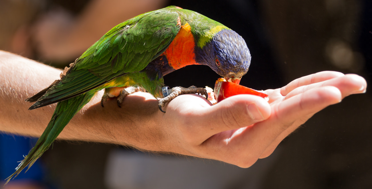 James Gordon Patterson Photography Wildlife World Zoo in Litchfield
