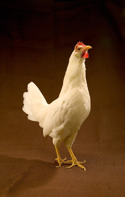raza  Leghorn
