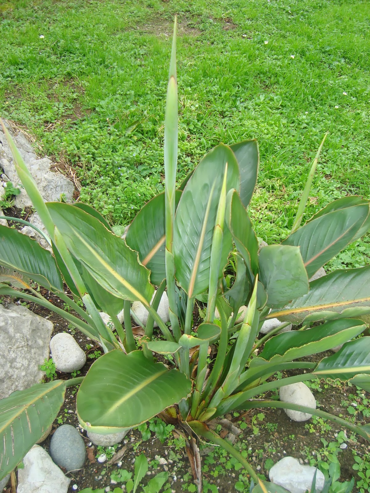 AVE DEL PARAISO ( Strelitzia reginae ) - El Jardín de Elbe