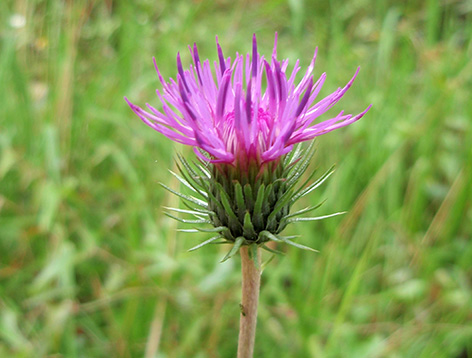 Cardo fino (Carduus defloratus)