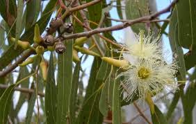 Eucalyptus mempunyai banyak manfaat untuk menyembuhkan gangguan kesehatan seperti : infeksi, demam, sakit perut, dan untuk membantu melonggarkan batuk