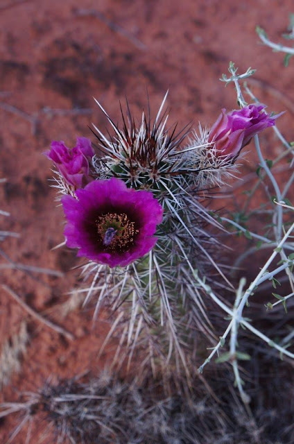 Cactus Blooming in Red Cliffs National Conservation Area, Utah.