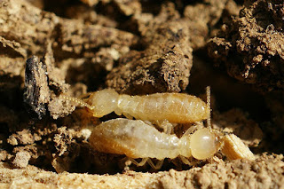 hitech termite