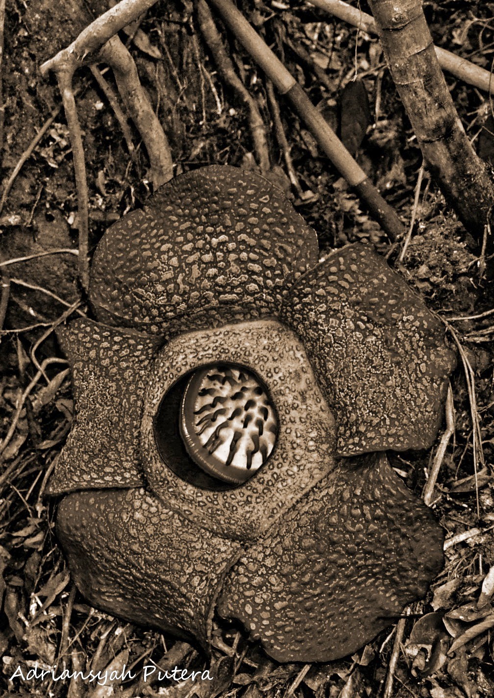 Virtual Adrian: The World's Largest Flower - Rafflesia Arnoldii