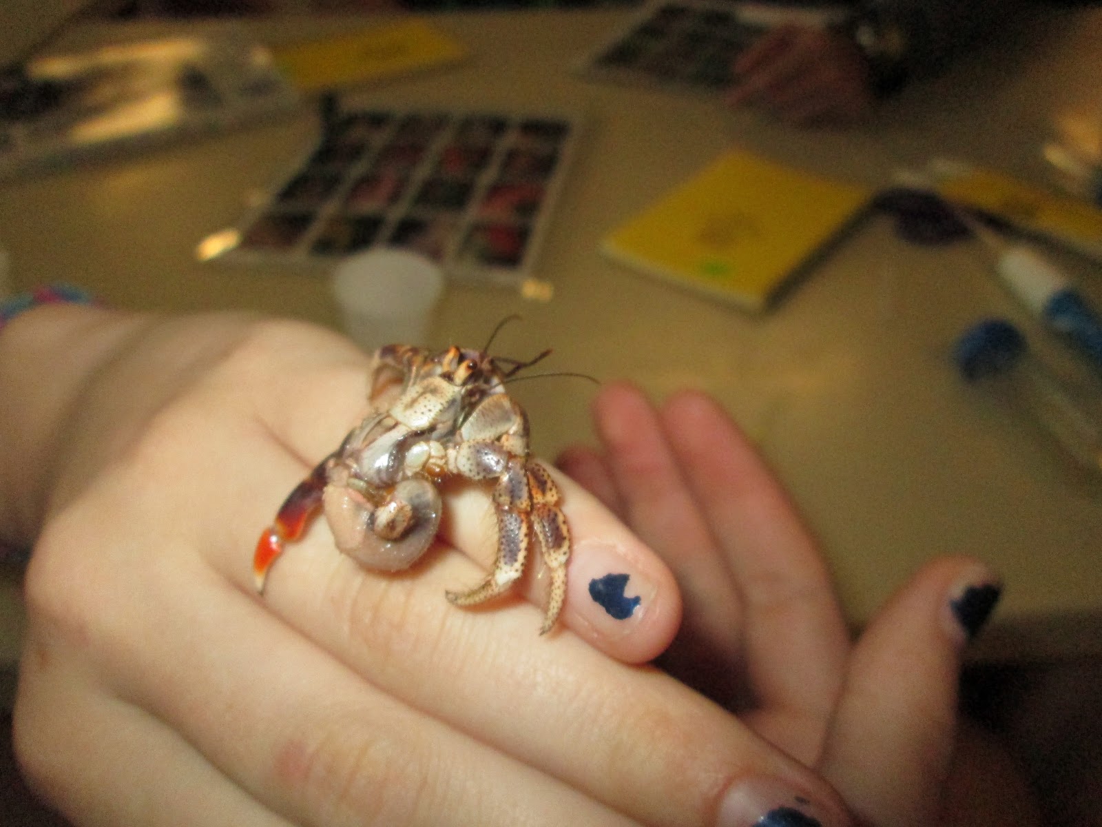 An Adventure a Day... Snail guts, crocodiles, and a sunken ship