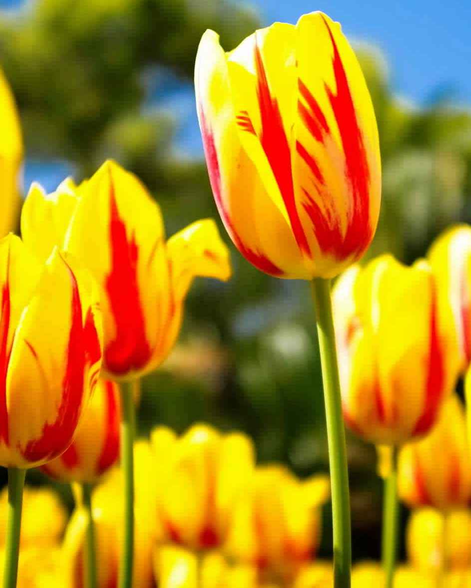 National Flower of Afghanistan