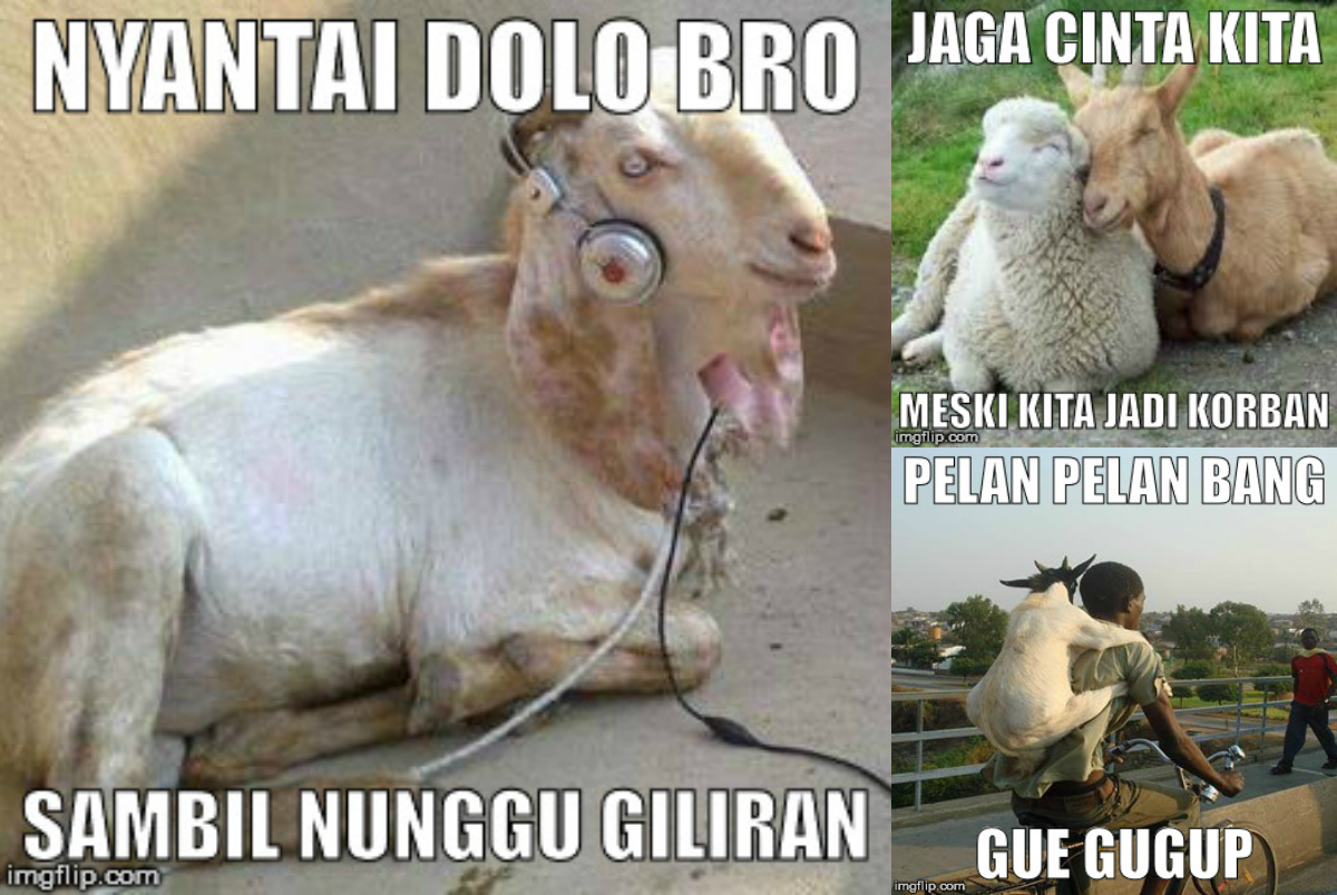 Foto Meme Qurban Lucu Stok Gambar Lucu