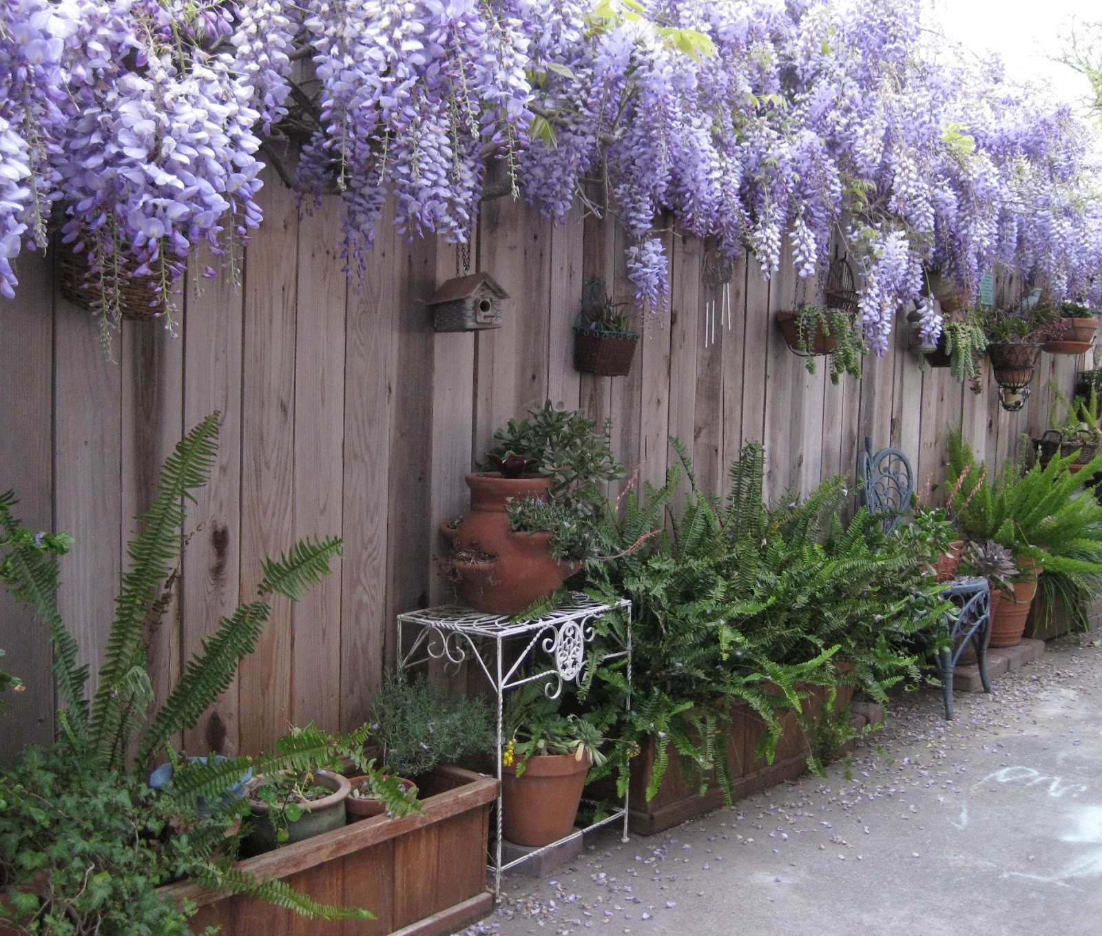 Dwarf Butterfly Bush In Container
