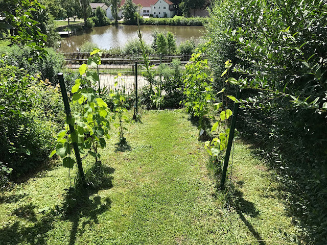 Hecke mit Weinberg und Weiherblick (c) by Joachim Wenk Hecke mit Weinberg und Weiherblick (c) by Joachim Wenk