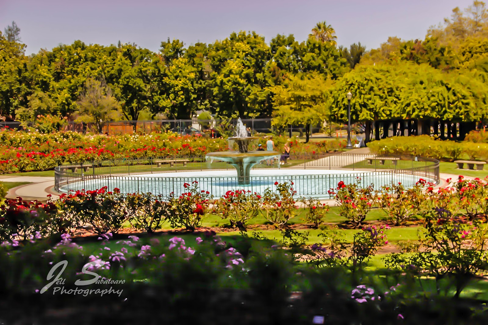 Jell Sabalvaro Photography Municipal Rose Garden, San Jose, CA