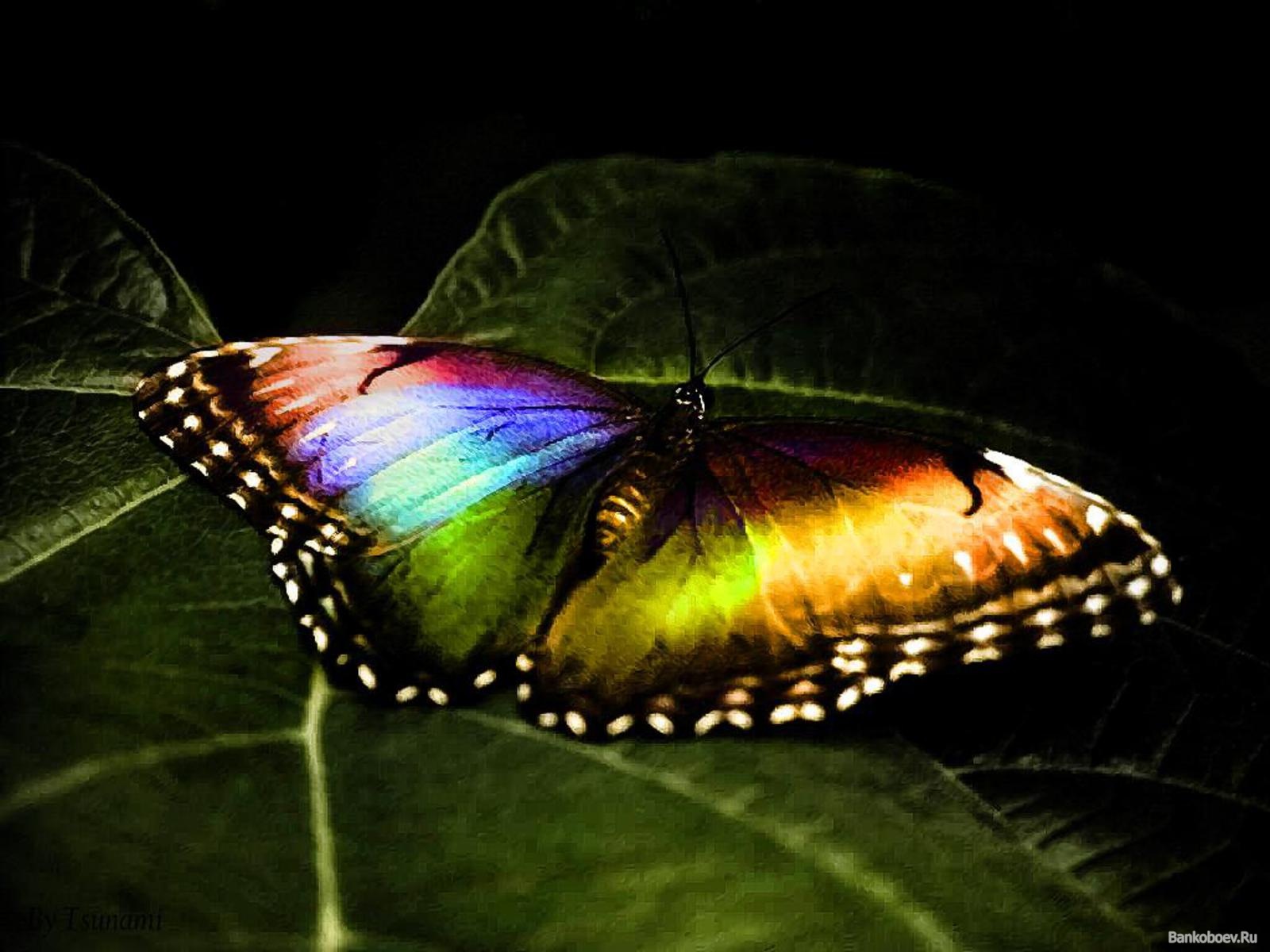 Amazing Rainbow Butterfly - Computer Screen Saver. PC Desktop Wallpaper.