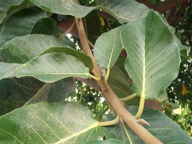 HIGUERA DE MYSORE: Ficus drupacea