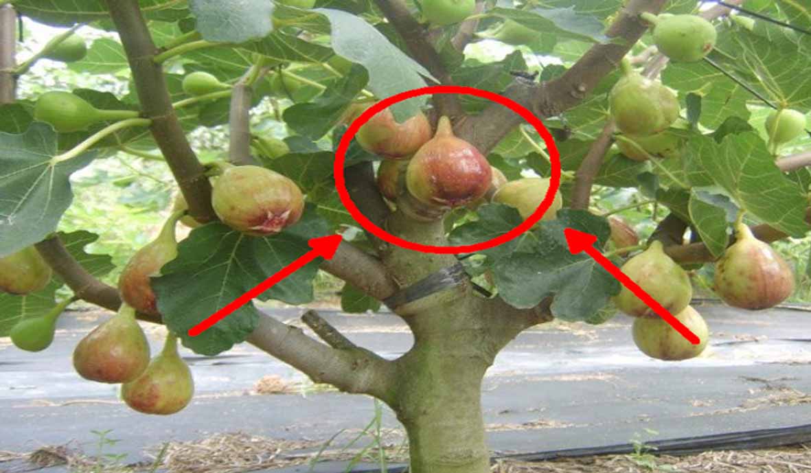 Buah ini disebutkan Allah dalam Alquran Buah ini disebutkan Allah dalam Alquran