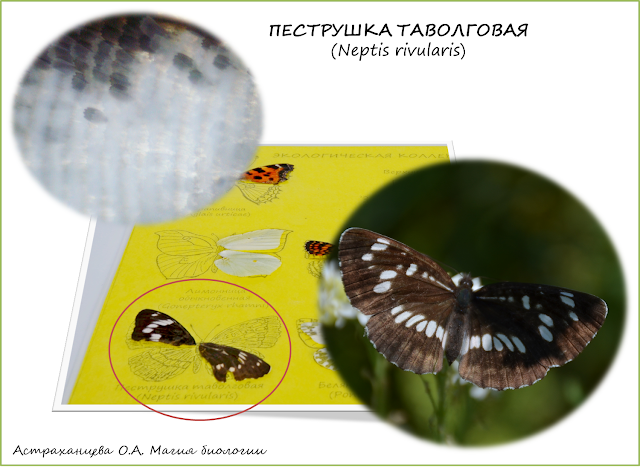 бабочка-таволговая-пеструшка-крыло-под-микроскопом-коллекция