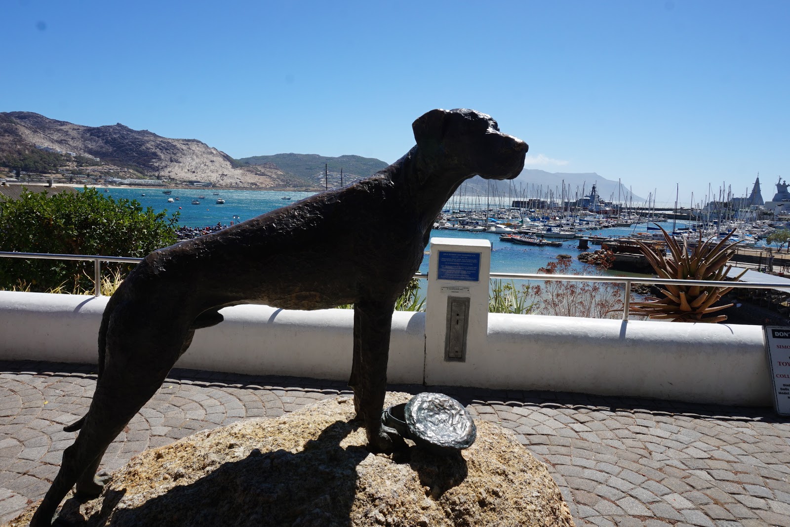 Mezze Moments Just Nuisance A dog who became a Seaman.