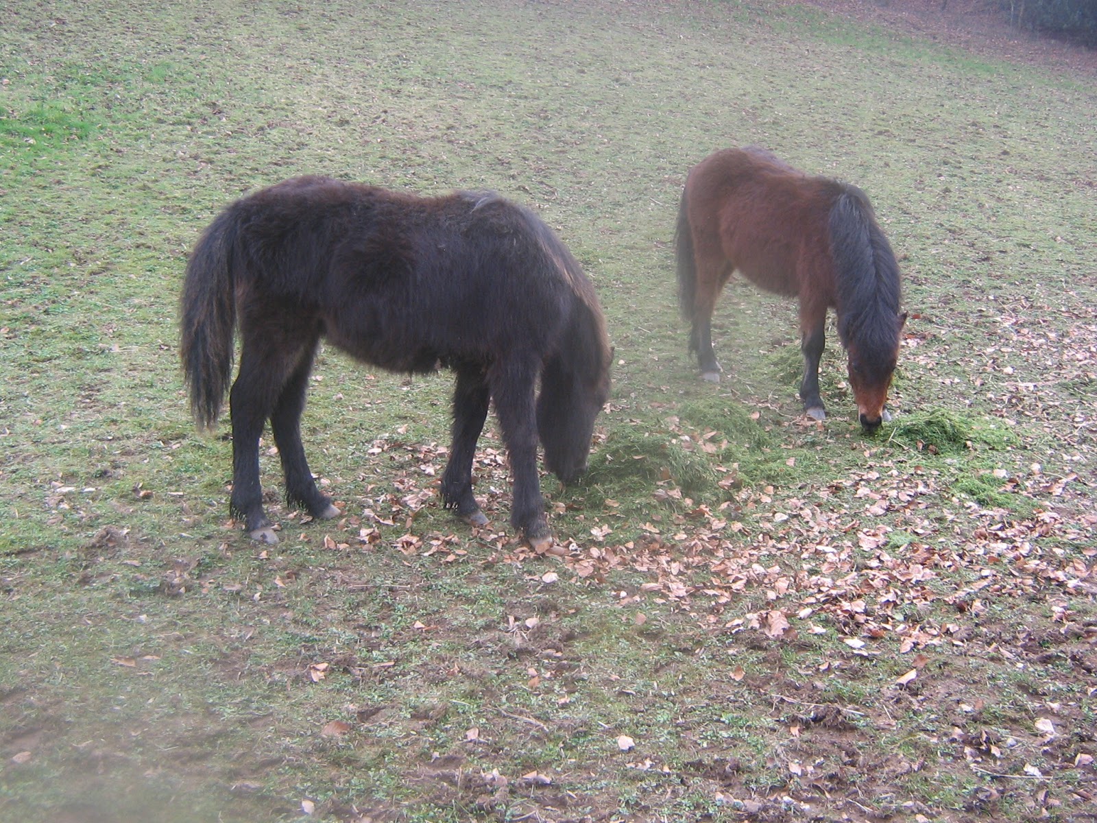 Dartmoor Pony Training Centre Rehoming Blog Legend and Trophy