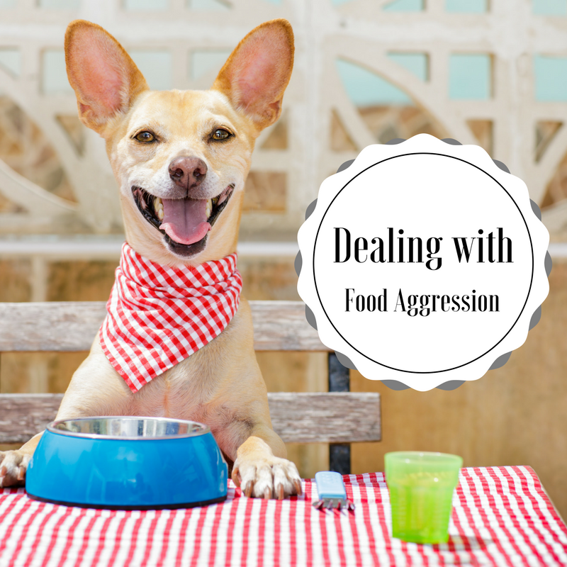 Bark City Doggy Daycare Dealing With Food Aggression