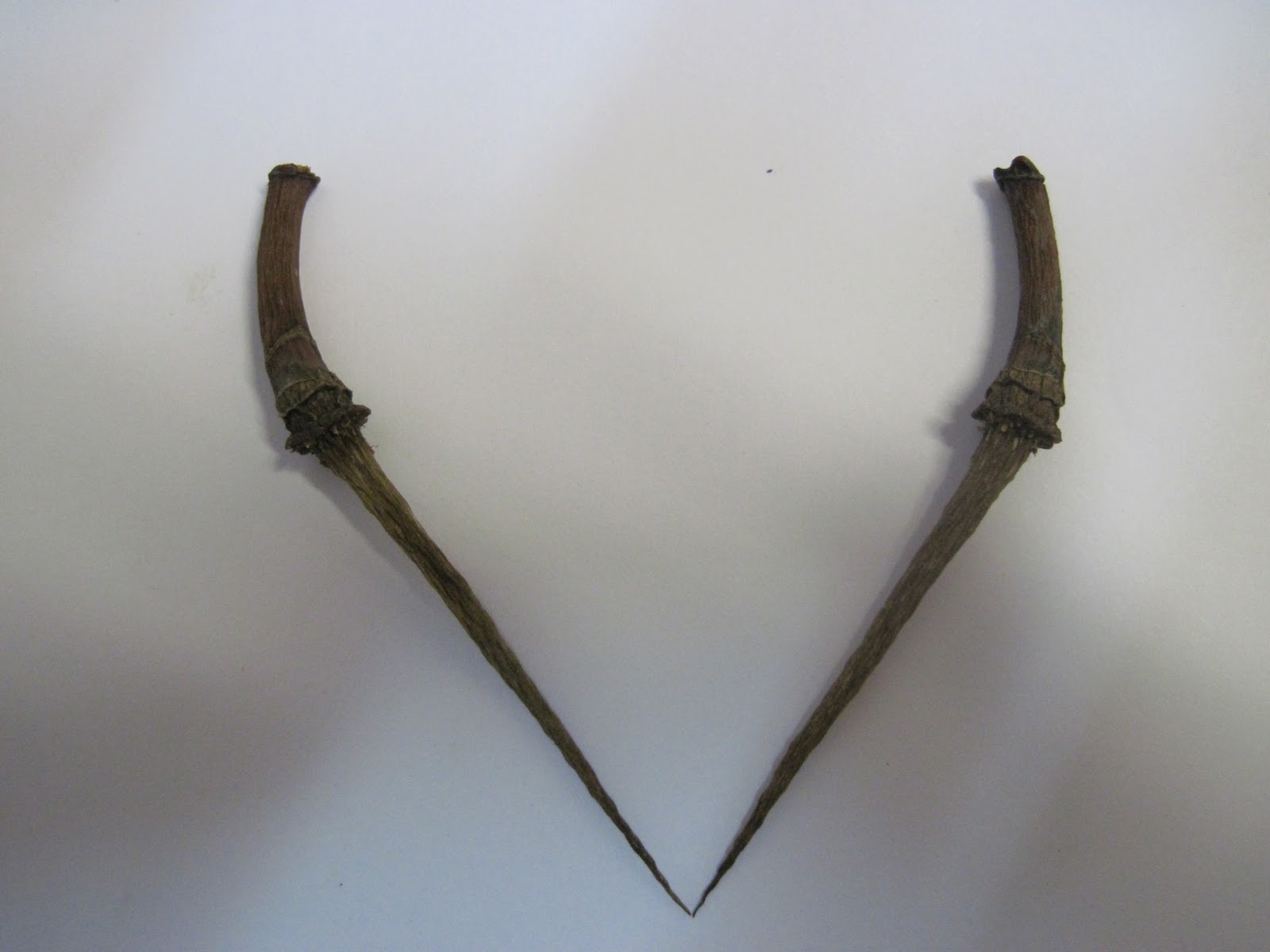 Soulmate Buzz -Soulmate,Soul mate ,true Soulmate ,Soul Mates,twin