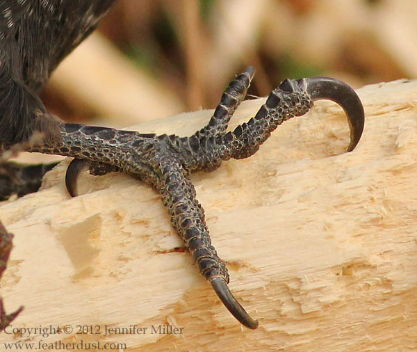 woodpecker pileated toes foot zygodactyl forward moss closer classify asked animals been crossing scales