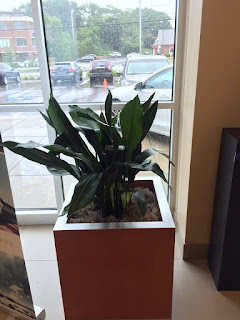  Plant Peabody Acura Showroom; indoor office plant rental; interior plant care;