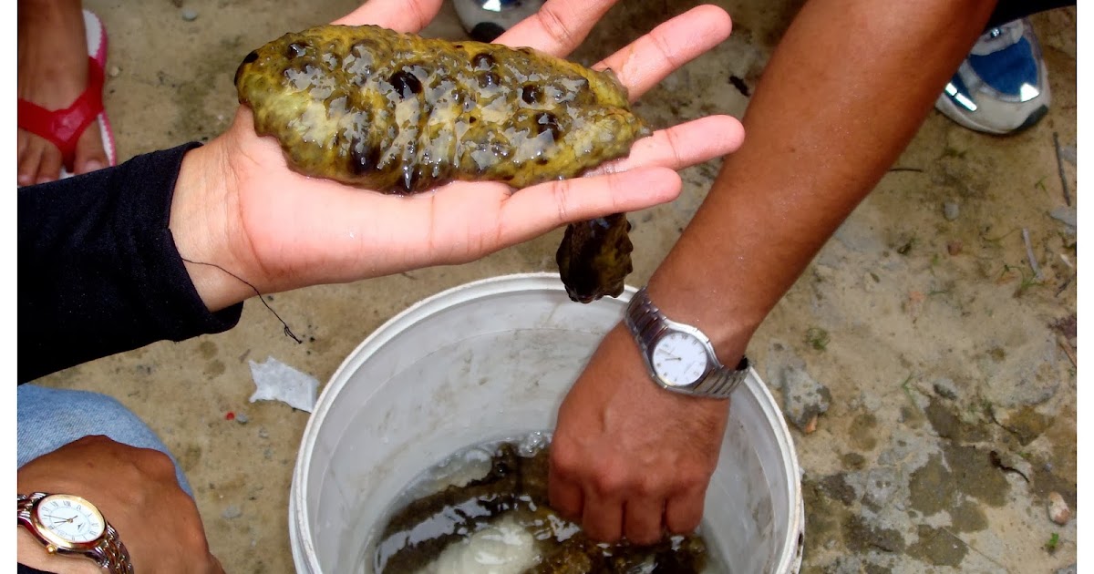 Produk Keluaran Bumiputera Islam Apa itu Gamat?