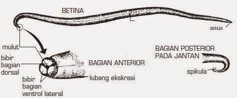 az ascaris reprodukciója emberben