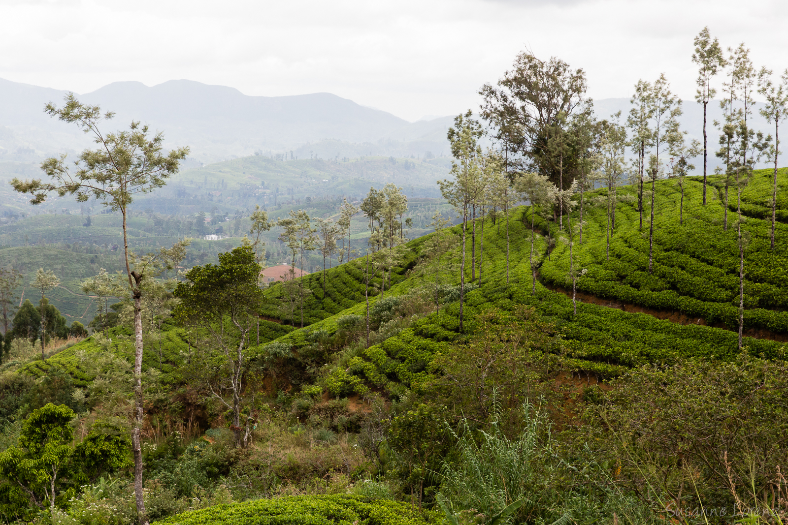 Sri Lanka Regen Im Hochland