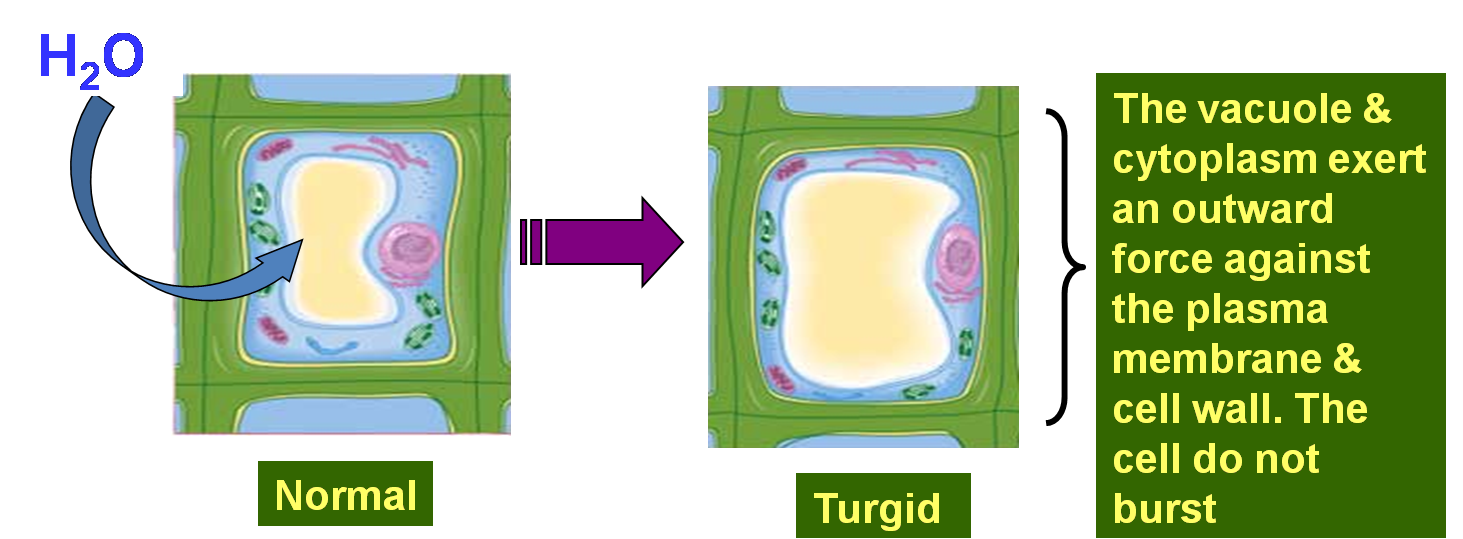 BIOLOGY IS FUN Biology Notes