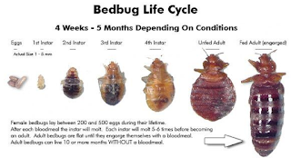 How Do You Get Rid of Bed Bugs?
