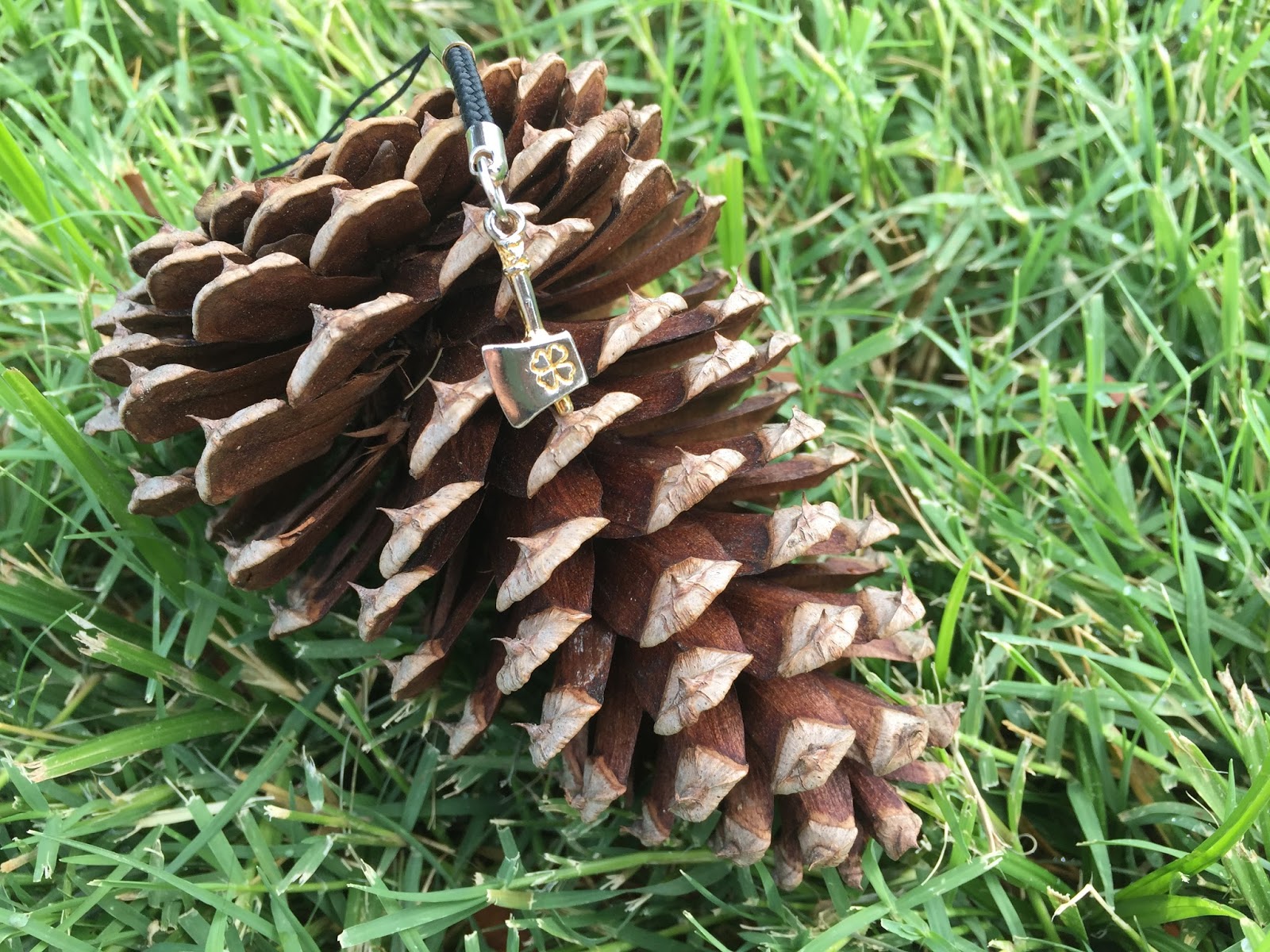 AP BIOLOGY BLOG 14. Gymnosperm Cone