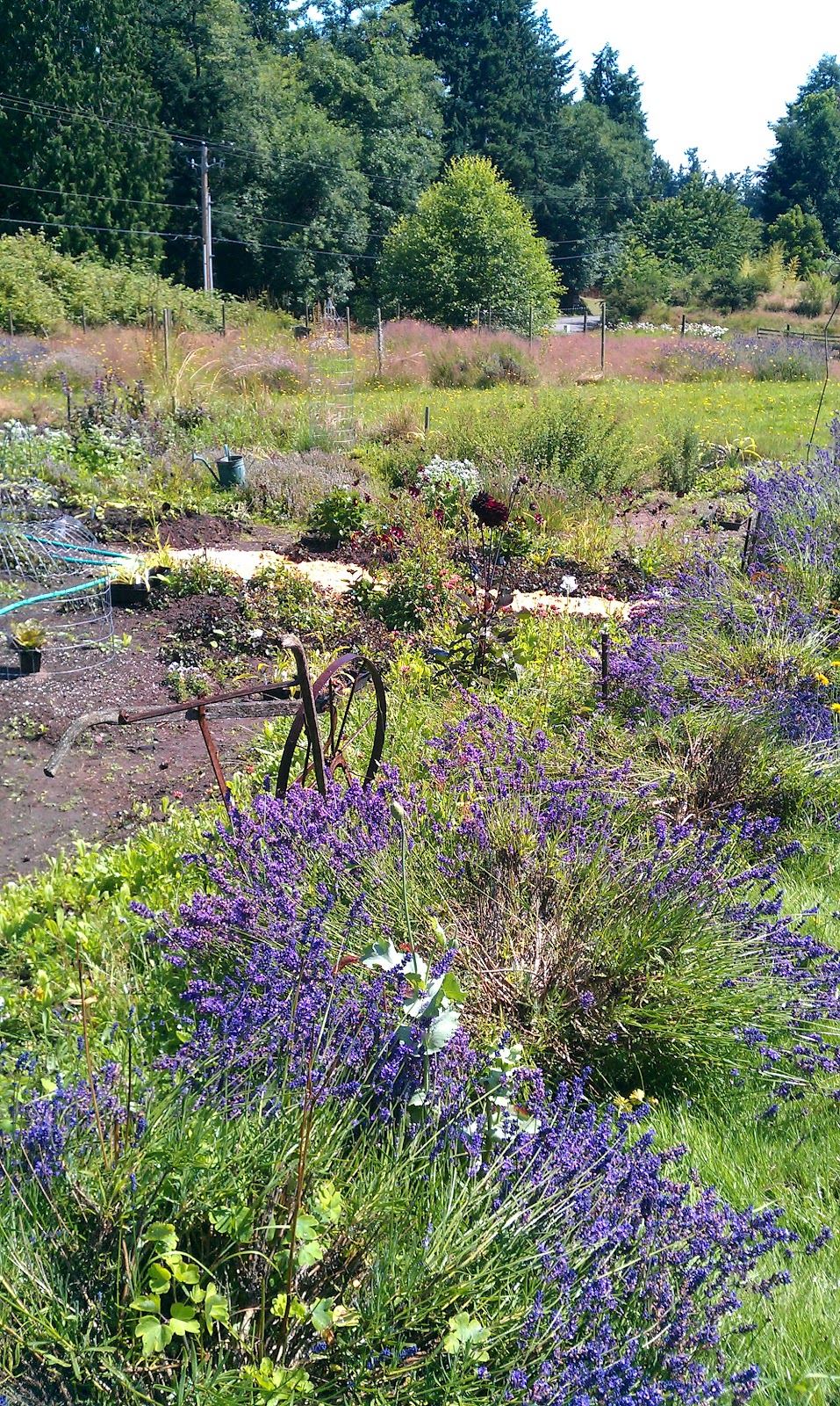 A visit to the Chocolate Flower Farm