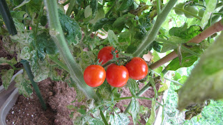 Maters+1
