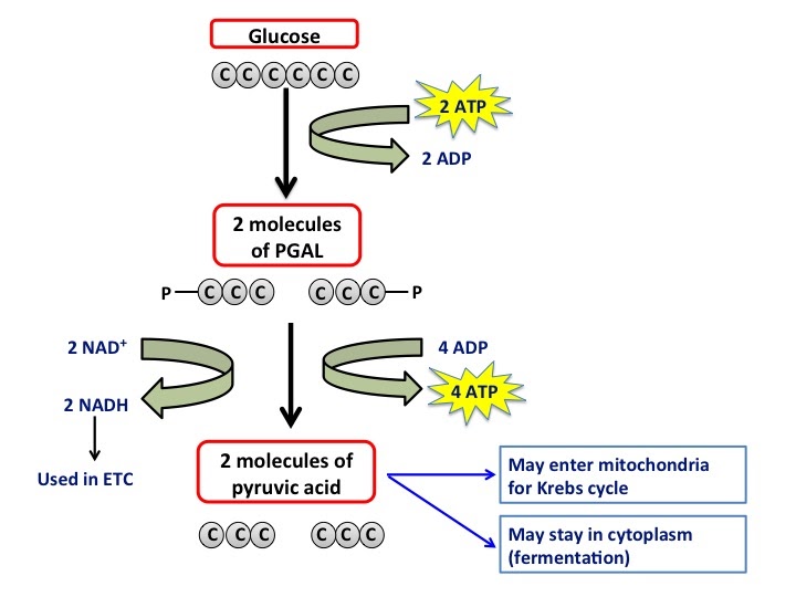 Amy Brown Science: Lab: The Use of Glucose in Cellular Respiration