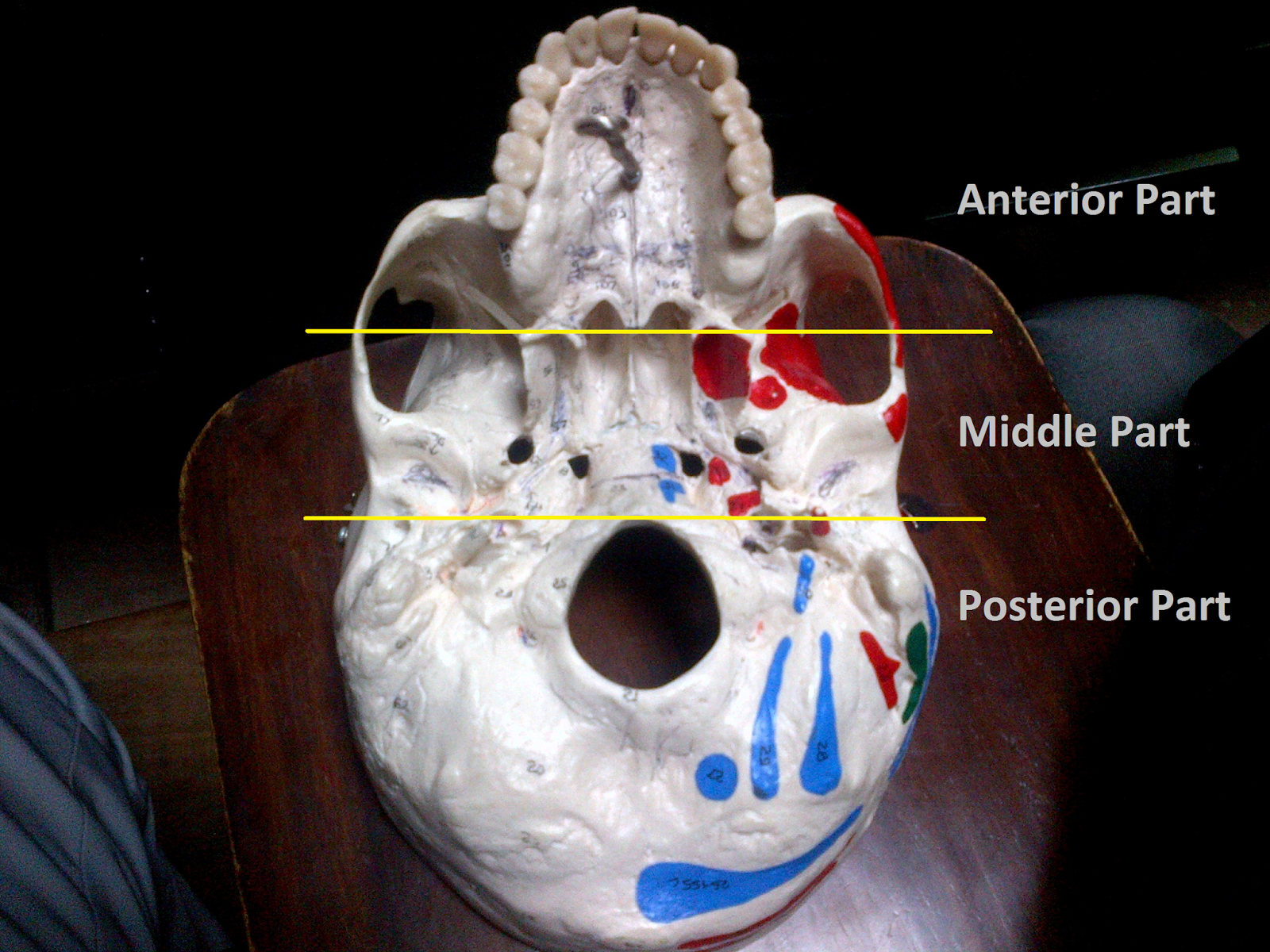 Anatomy Made Easy : Inferior View Of The Skull