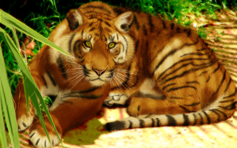 Тигр на отдыхе. Королевский бенгальский тигр. Кот тигр. The great tiger. Канха кошка фулл.