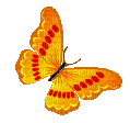 borboleta-media.gif
