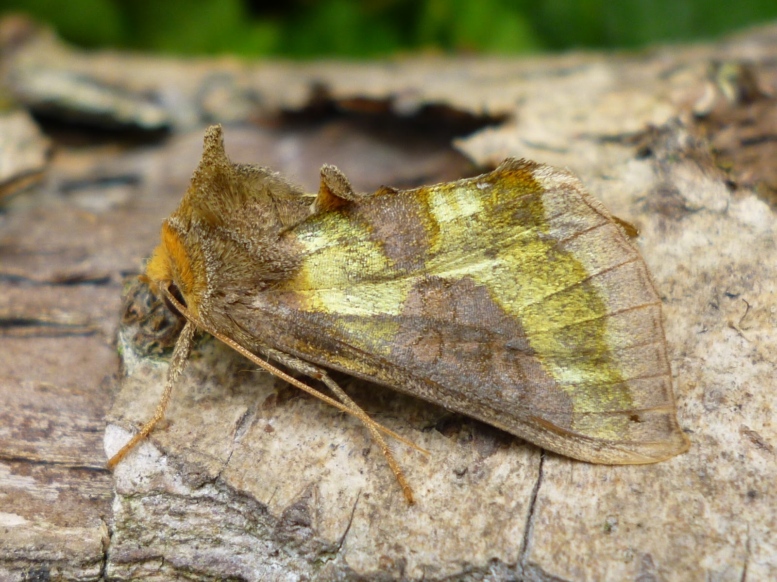 Monmouthshire Moth and Butterfly Group Lower Ochrwyth